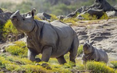 Desktop image. Animals. ID:80291