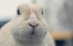 Desktop image. Animals. ID:80328