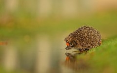 Desktop image. Animals. ID:80372