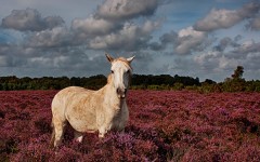 Desktop image. Animals. ID:80378