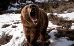 Desktop image. Animals. ID:80383