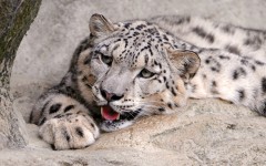 Desktop image. Animals. ID:80418