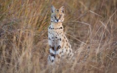 Desktop image. Animals. ID:80437