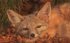 Desktop image. Animals. ID:80439