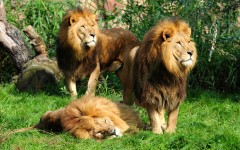 Desktop image. Animals. ID:80443