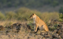 Desktop image. Animals. ID:80534