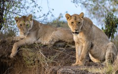 Desktop image. Animals. ID:80535