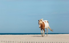 Desktop image. Animals. ID:80539