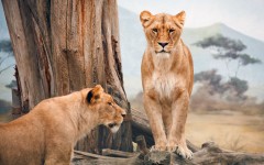 Desktop image. Animals. ID:80540