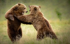 Desktop image. Animals. ID:80545