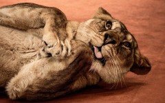 Desktop image. Animals. ID:80546