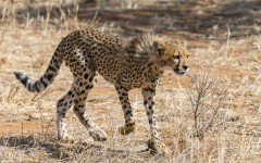 Desktop image. Animals. ID:80620