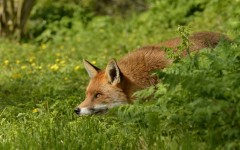 Desktop image. Animals. ID:80626