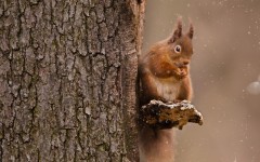Desktop image. Animals. ID:80632