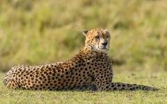 Desktop image. Animals. ID:80694