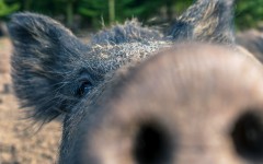 Desktop image. Animals. ID:80696