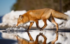 Desktop image. Animals. ID:80702