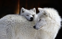 Desktop image. Animals. ID:80708