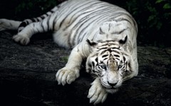 Desktop image. Animals. ID:80797