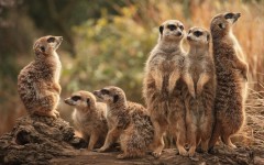 Desktop image. Animals. ID:80817