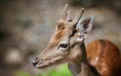 Desktop image. Animals. ID:80836