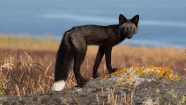 Desktop image. Animals. ID:135878