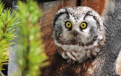 Desktop image. Animals. ID:80890