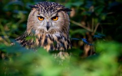 Desktop image. Animals. ID:80894