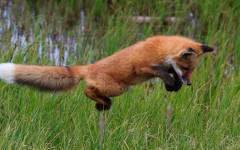 Desktop image. Animals. ID:80916