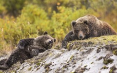 Desktop image. Animals. ID:80917