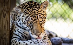 Desktop image. Animals. ID:80918