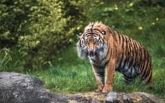 Desktop image. Animals. ID:80936