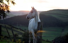 Desktop image. Animals. ID:80986