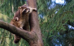 Desktop image. Animals. ID:81011