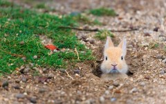 Desktop image. Animals. ID:81012