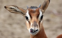 Desktop image. Animals. ID:81030