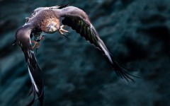 Desktop image. Animals. ID:81035