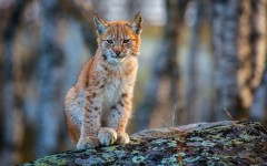 Desktop image. Animals. ID:81038
