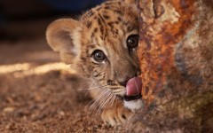 Desktop image. Animals. ID:81039