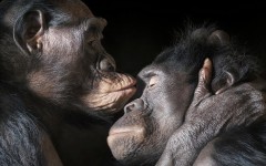 Desktop image. Animals. ID:81043