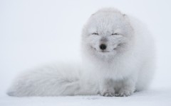 Desktop image. Animals. ID:81045
