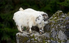 Desktop image. Animals. ID:81079
