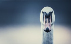 Desktop image. Animals. ID:81091