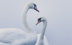 Desktop image. Animals. ID:81092