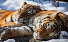 Desktop image. Animals. ID:81098