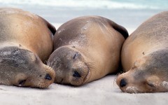 Desktop image. Animals. ID:81106