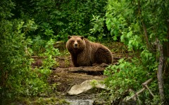 Desktop image. Animals. ID:81116