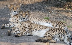 Desktop image. Animals. ID:81188
