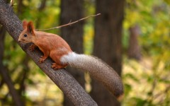 Desktop image. Animals. ID:81204