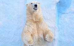 Desktop image. Animals. ID:81209